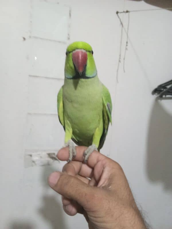 male parrot hand time03029231678 0