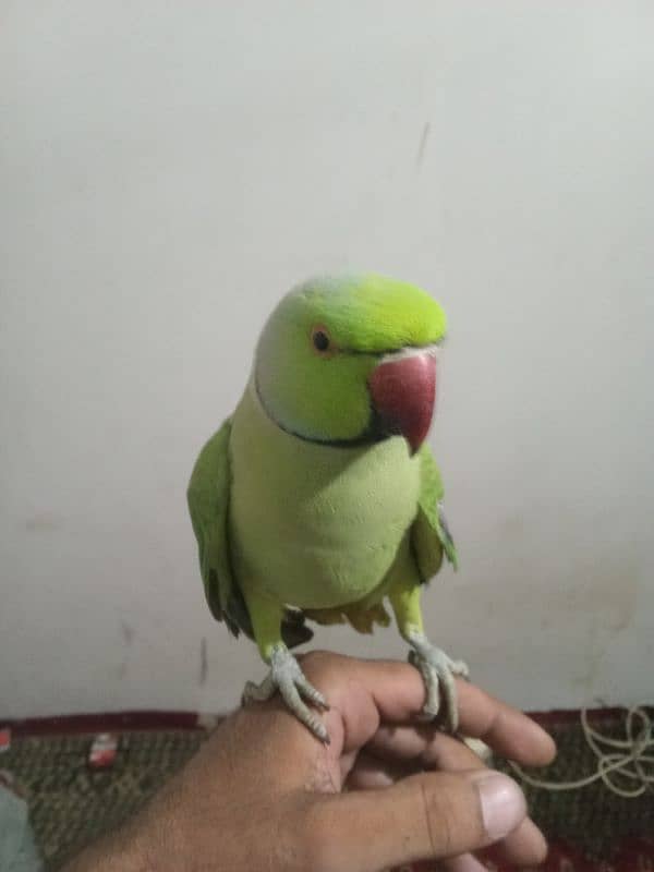 male parrot hand time03029231678 1