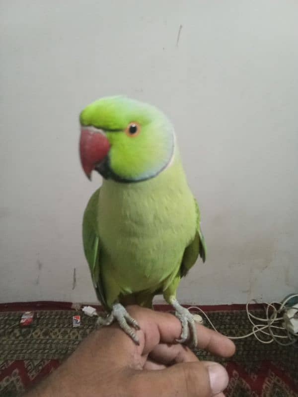 male parrot hand time03029231678 2