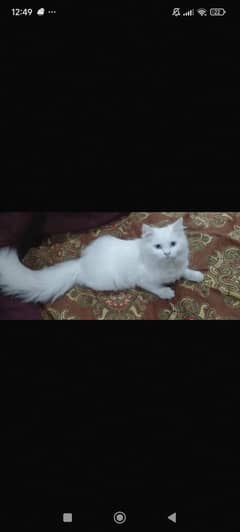 Persian  cat blue eyes