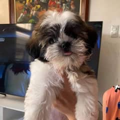 Available Shihtzu pure Breed available