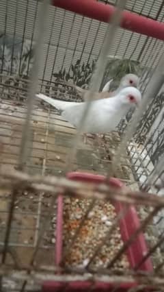 Diamond doves Breeder pair gray brown female gray white male