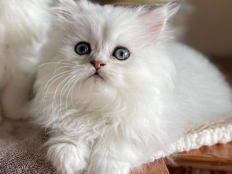 Persian kitten for urgent saleMy WhatsApp number 03473694899 1