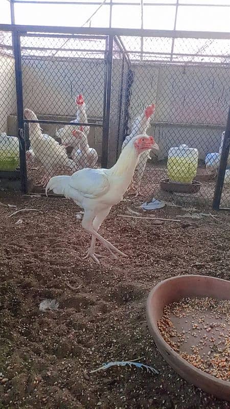 Heera/Hera/Hira Aseel males available for sale 0