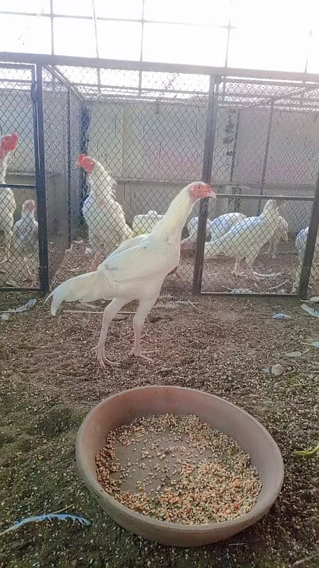 Heera/Hera/Hira Aseel males available for sale 1