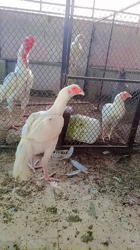 Heera/Hera/Hira Aseel males available for sale 5