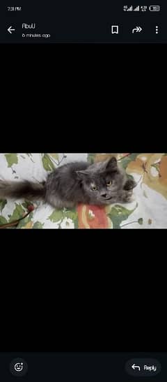 Male and female both Persian cats gray clr .