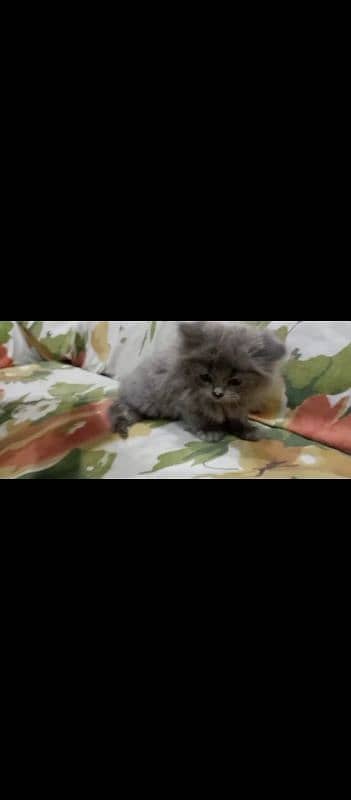 Male and female both Persian cats gray clr . 1