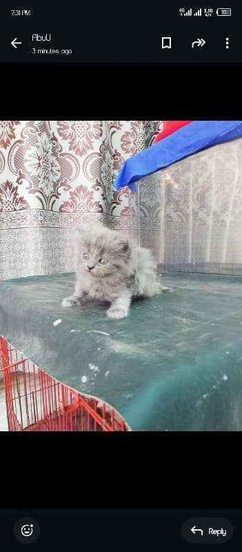 Male and female both Persian cats gray clr . 2