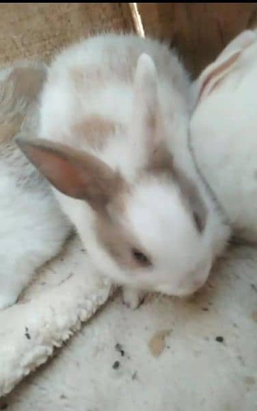 rabbit baby for sale 0