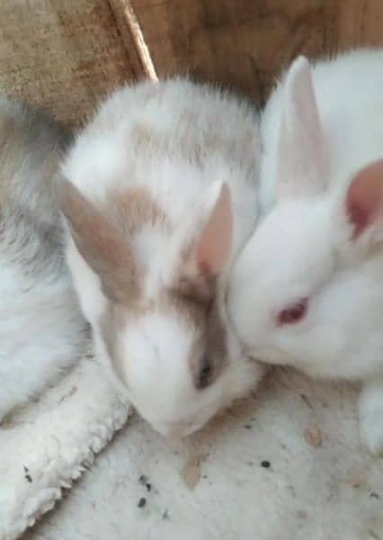 rabbit baby for sale 1