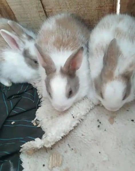 rabbit baby for sale 2