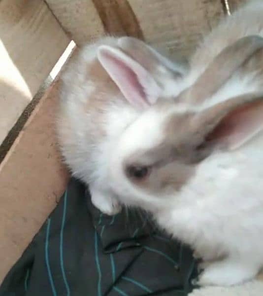 rabbit baby for sale 3