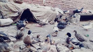 60 piece Dasi Duck  for sale vacationed duck