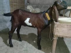 Nasli beatal goat for sale