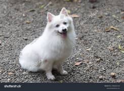 Indian Spitz Puppy