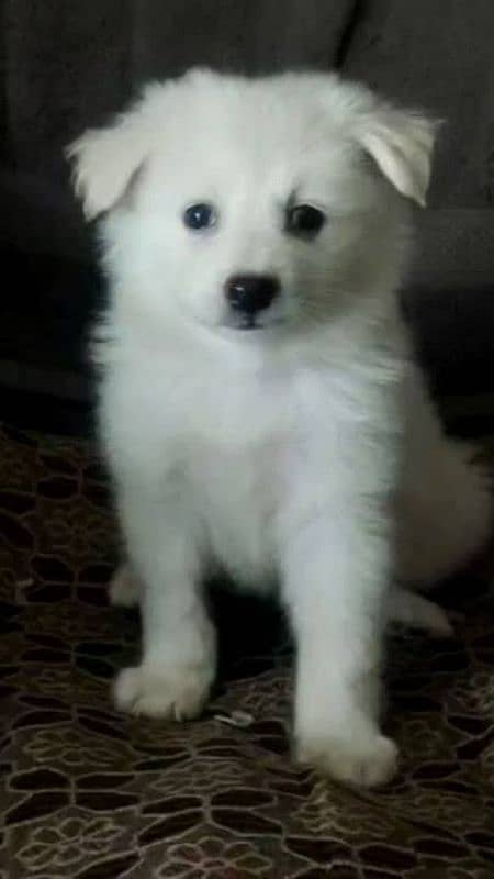 Indian Spitz Puppy 1