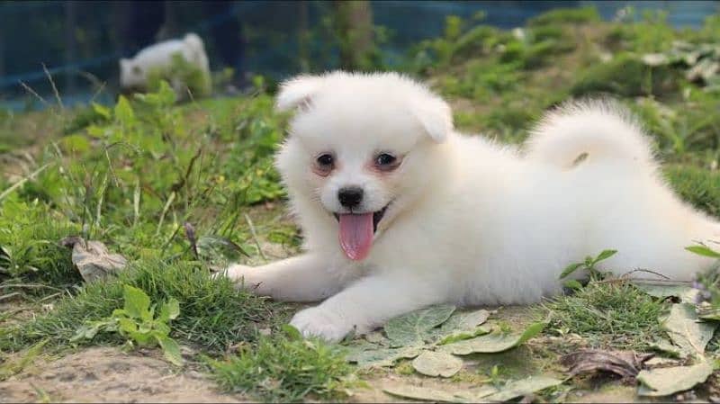 Indian Spitz Puppy 2