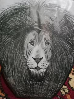 sketch of lion .   LION SKETCH