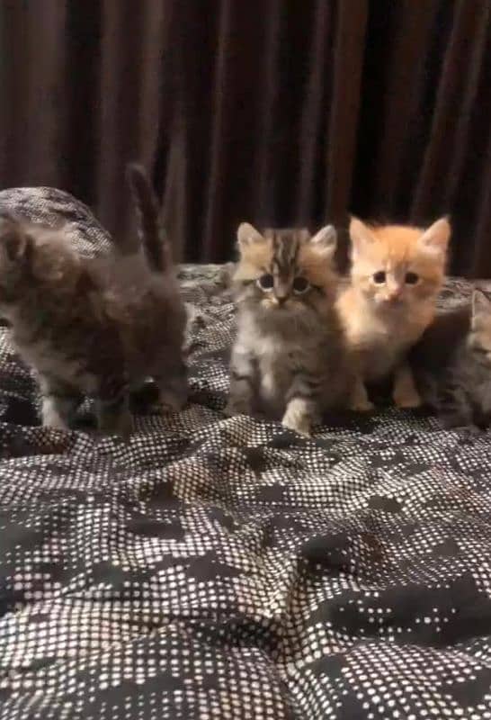 Persian kittens available 3