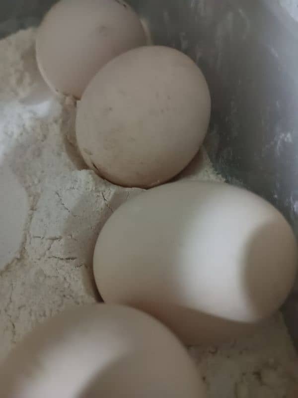 Eggs and Chicks available(Pairb mil jayga) 0