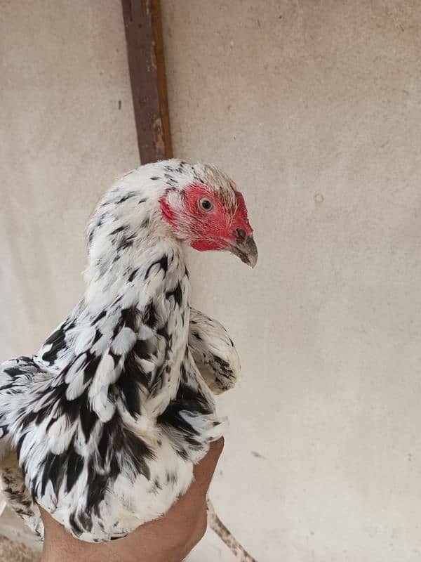 Eggs and Chicks available(Pairb mil jayga) 2