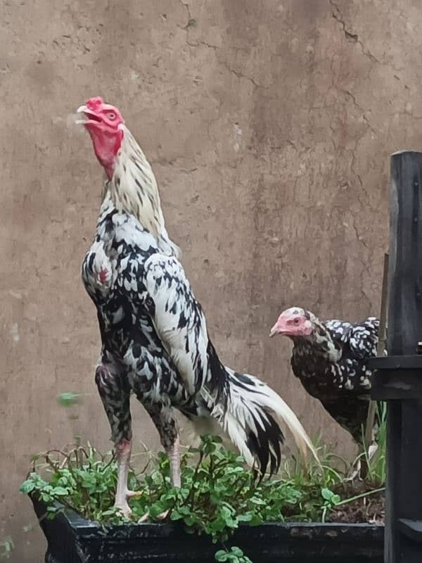 Eggs and Chicks available(Pairb mil jayga) 4