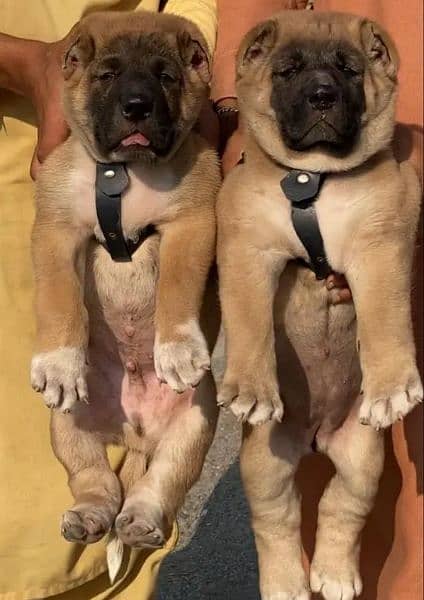 Turkish kangal dogs far sale 03287576736 call wahtasp 0