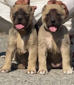 Turkish kangal dogs far sale 03287576736 call wahtasp