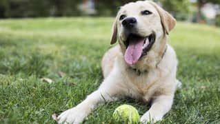 Labrador Retriever