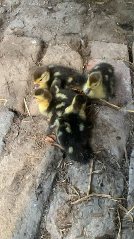 Muscovy Ducklings Pair 0