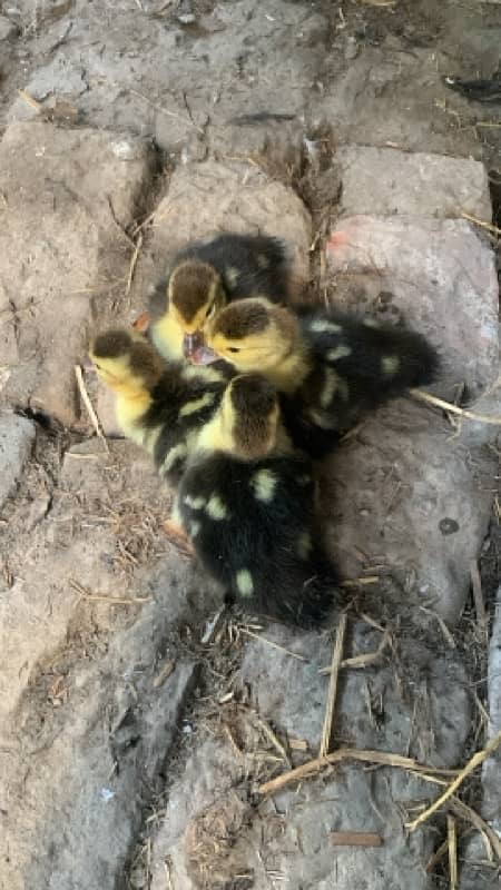 Muscovy Ducklings Pair 1