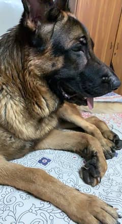 German Shepherd Stud Available for Mating