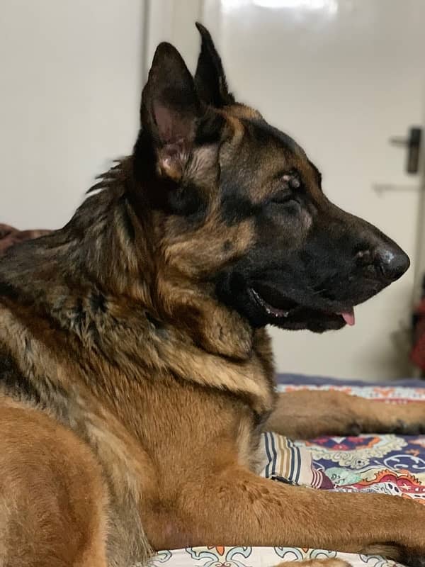 German Shepherd Stud Available for Mating 1