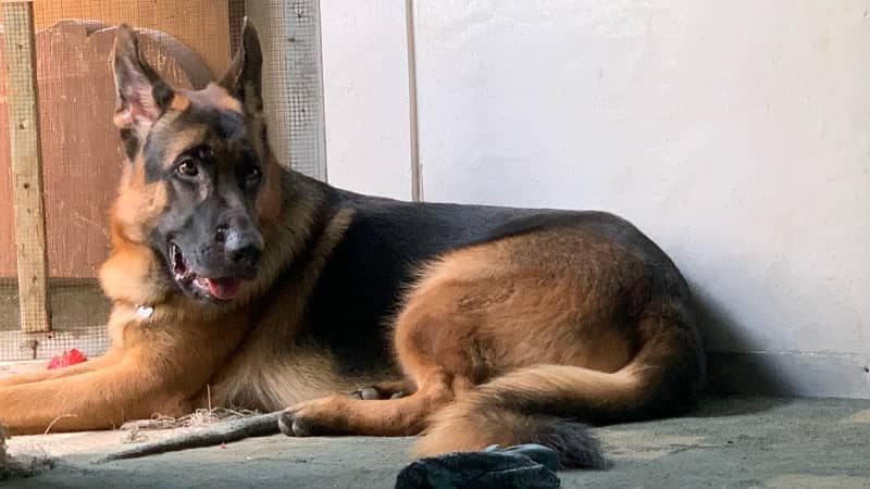 German Shepherd Stud Available for Mating 3