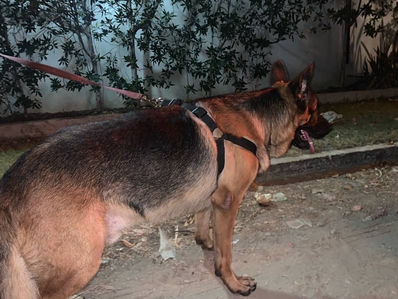 German Shepherd Stud Available for Mating 4