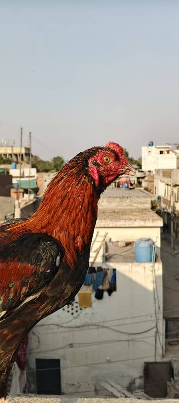 Amroha bread 1