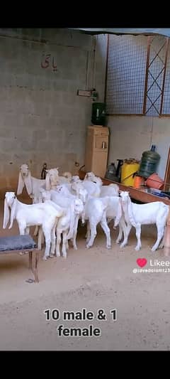 GULABI GOATS BAKRA BAKRI KIDS