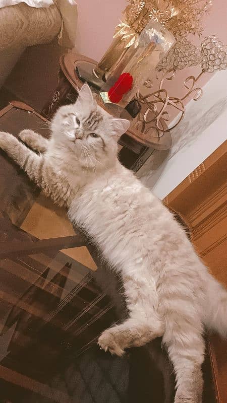 Persian triple coat male cat 1