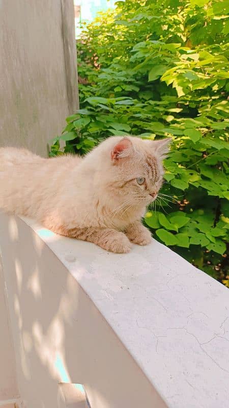 Persian triple coat male cat 2