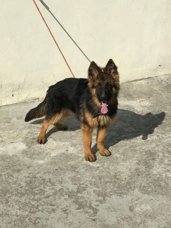 5 months age German Shepherd puppys pair 0