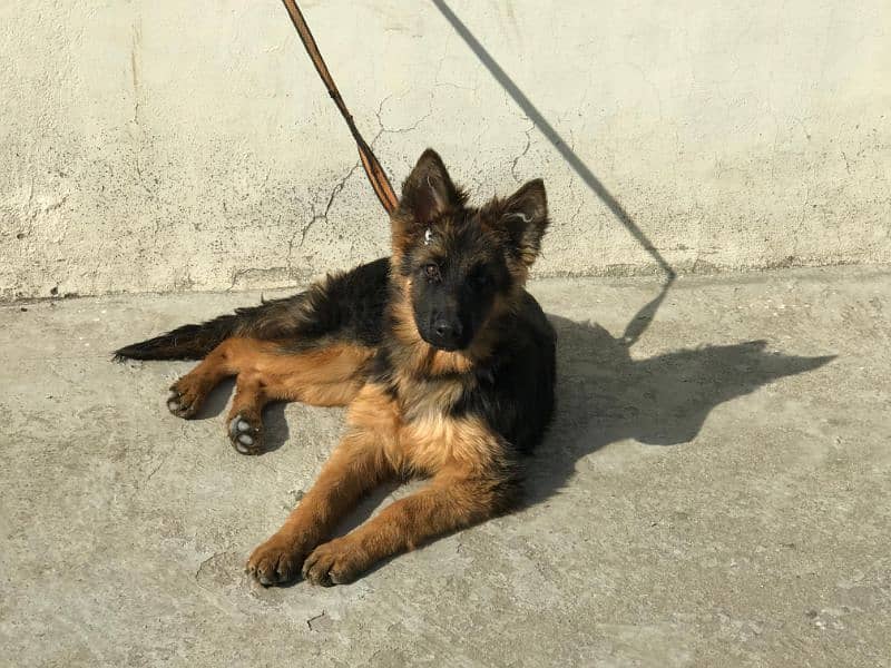 5 months age German Shepherd puppys pair 2