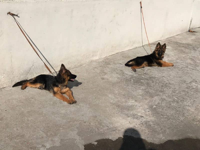 5 months age German Shepherd puppys pair 4