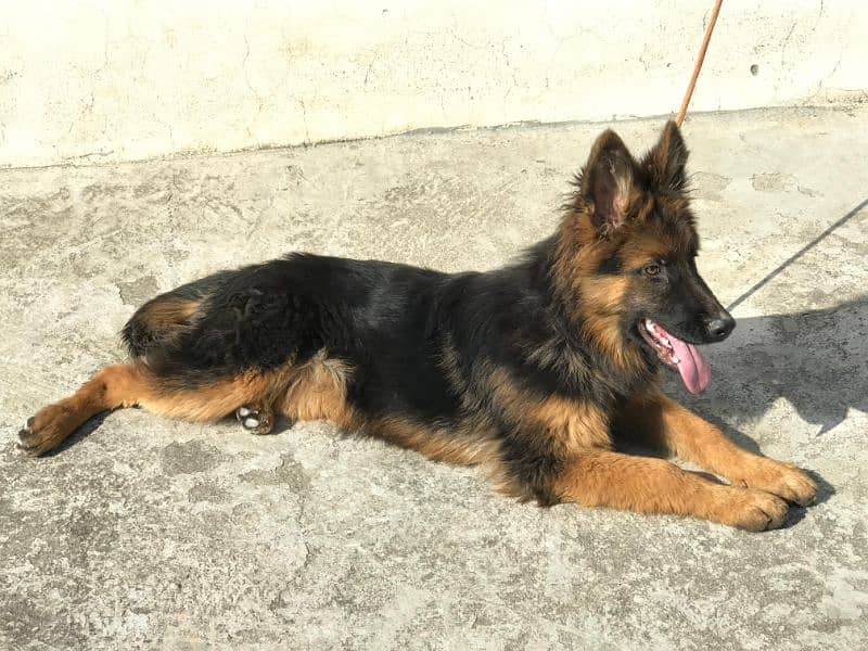 5 months age German Shepherd puppys pair 5