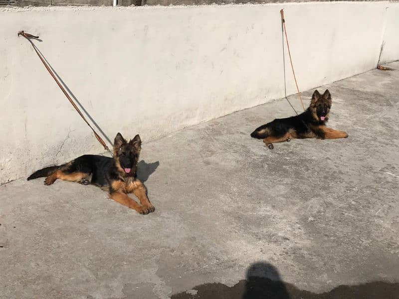 5 months age German Shepherd puppys pair 7