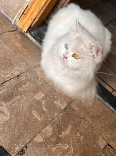 Persian Male Cat- Two Colored Eyes