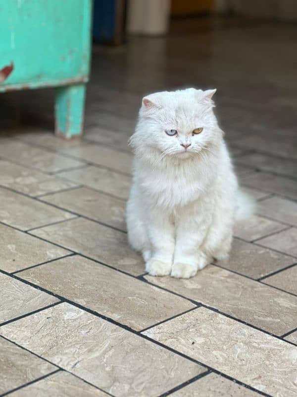 Persian Male Cat- Two Colored Eyes 1