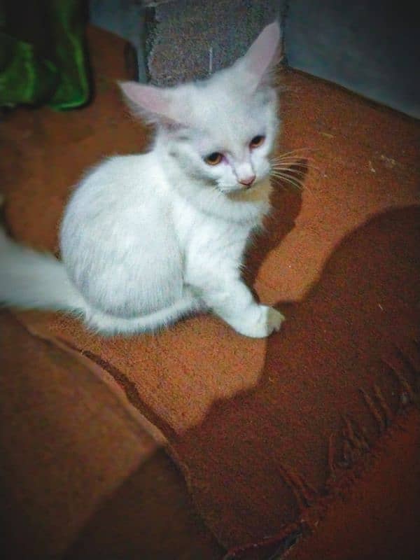 Persian Cat kitten 0