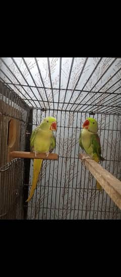 Raw parrot pair