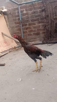 Aseel male urgently sale .